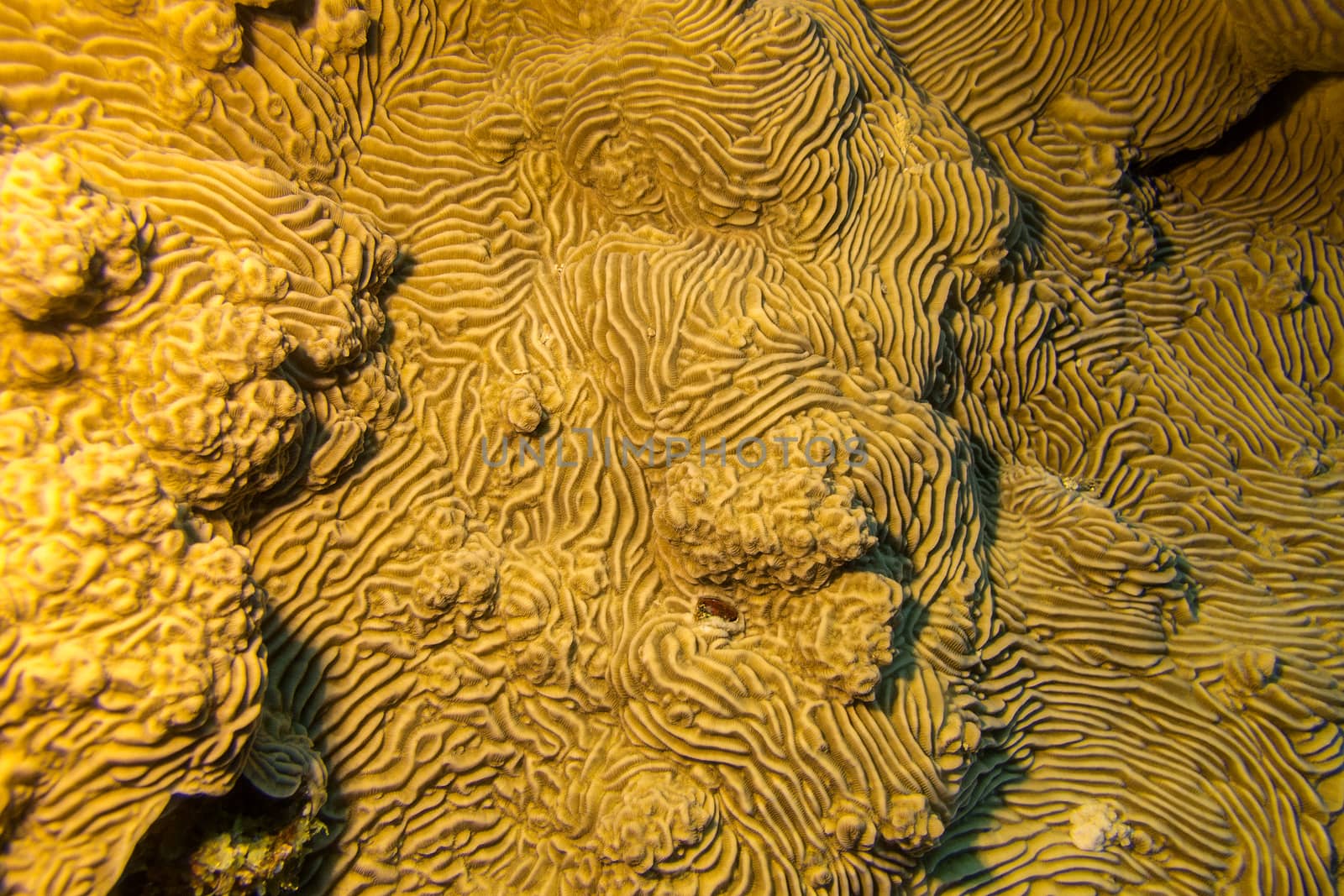 Coral reef with yellow Pachyseris speciosa coral at the bottom of tropical sea, underwater