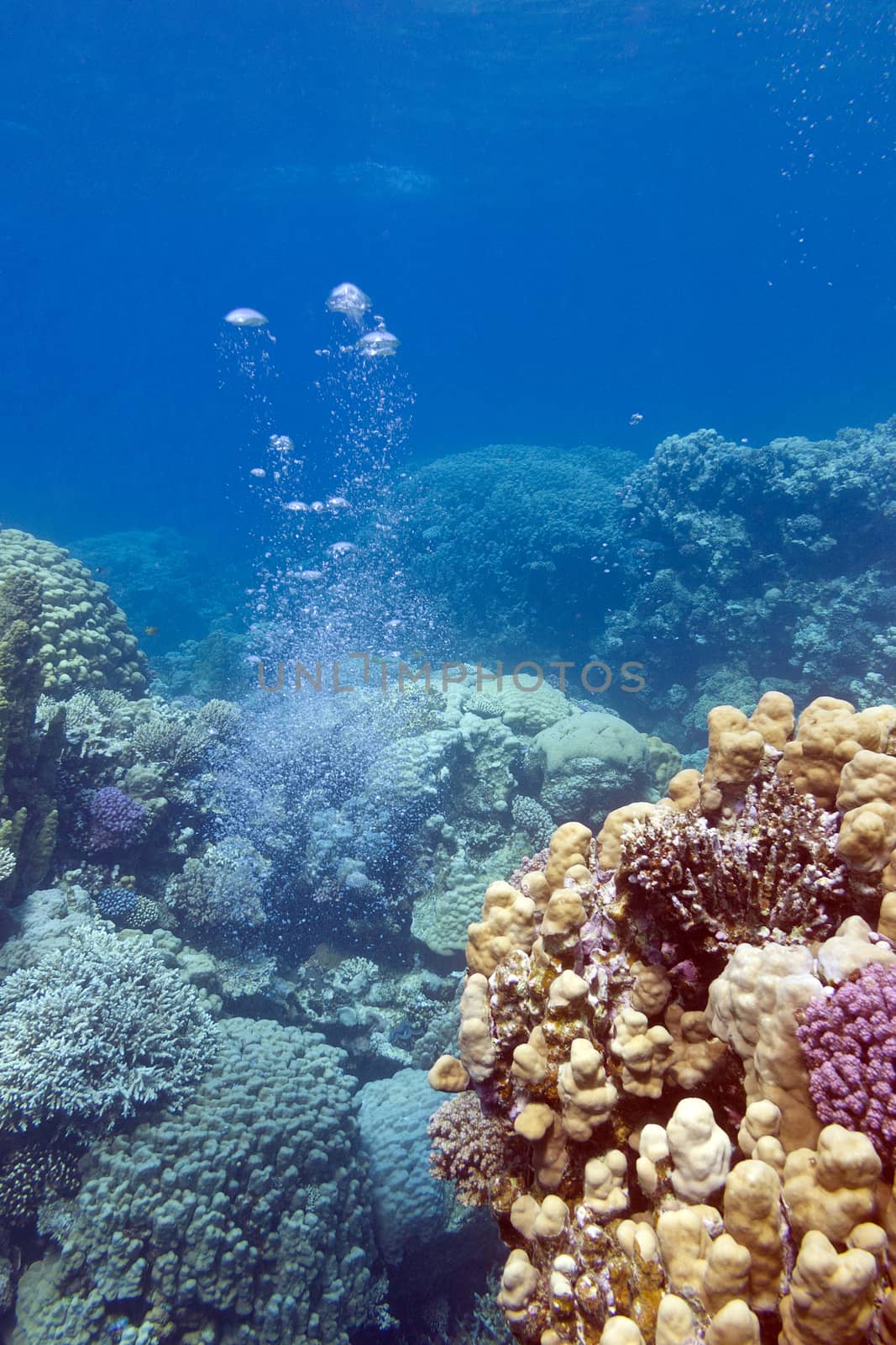colorful coral reef with air bubbles, underwater by mychadre77