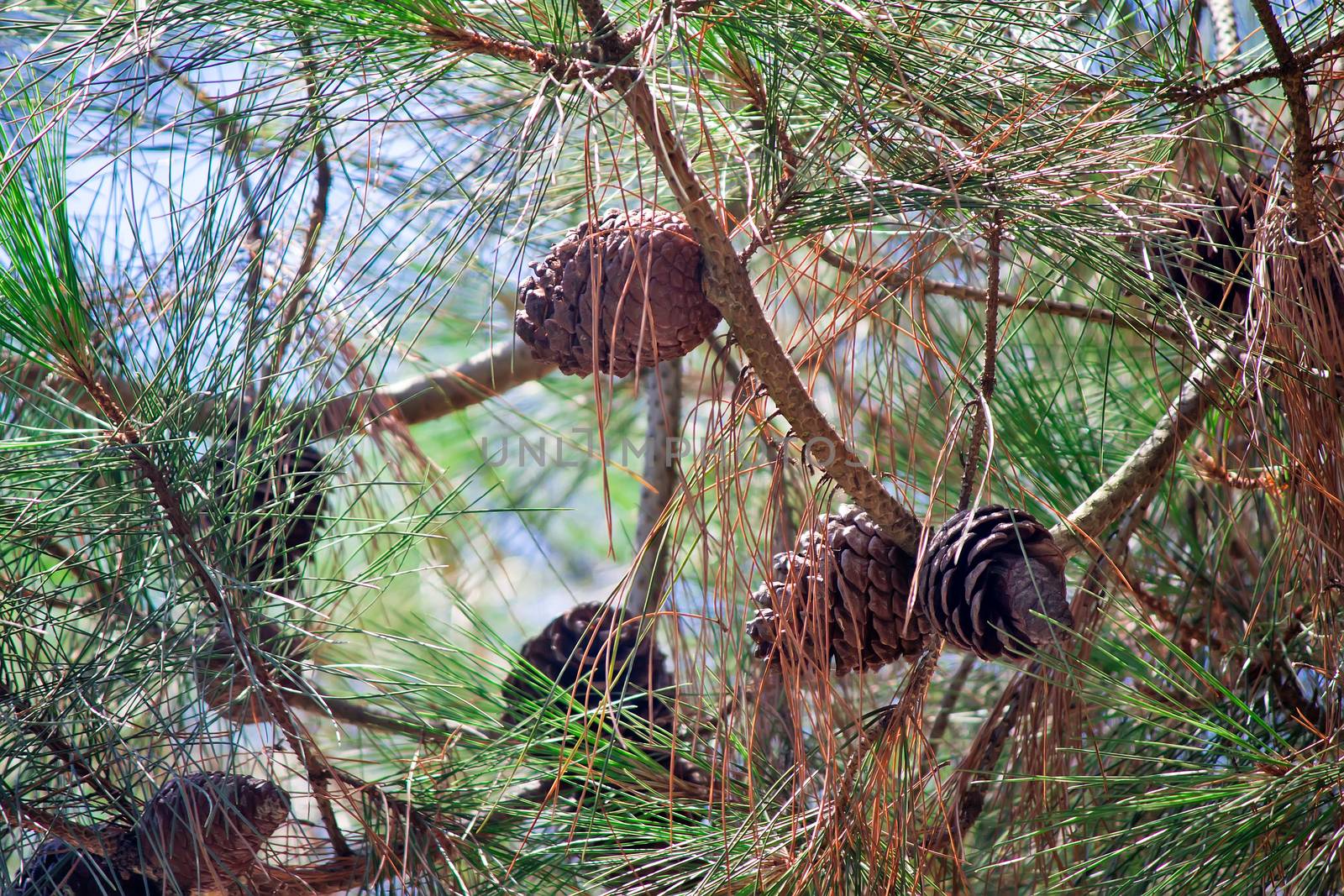 Branches relict pines on the coast of Abkhazia with long needles of pine needles and cones against the blue sky.