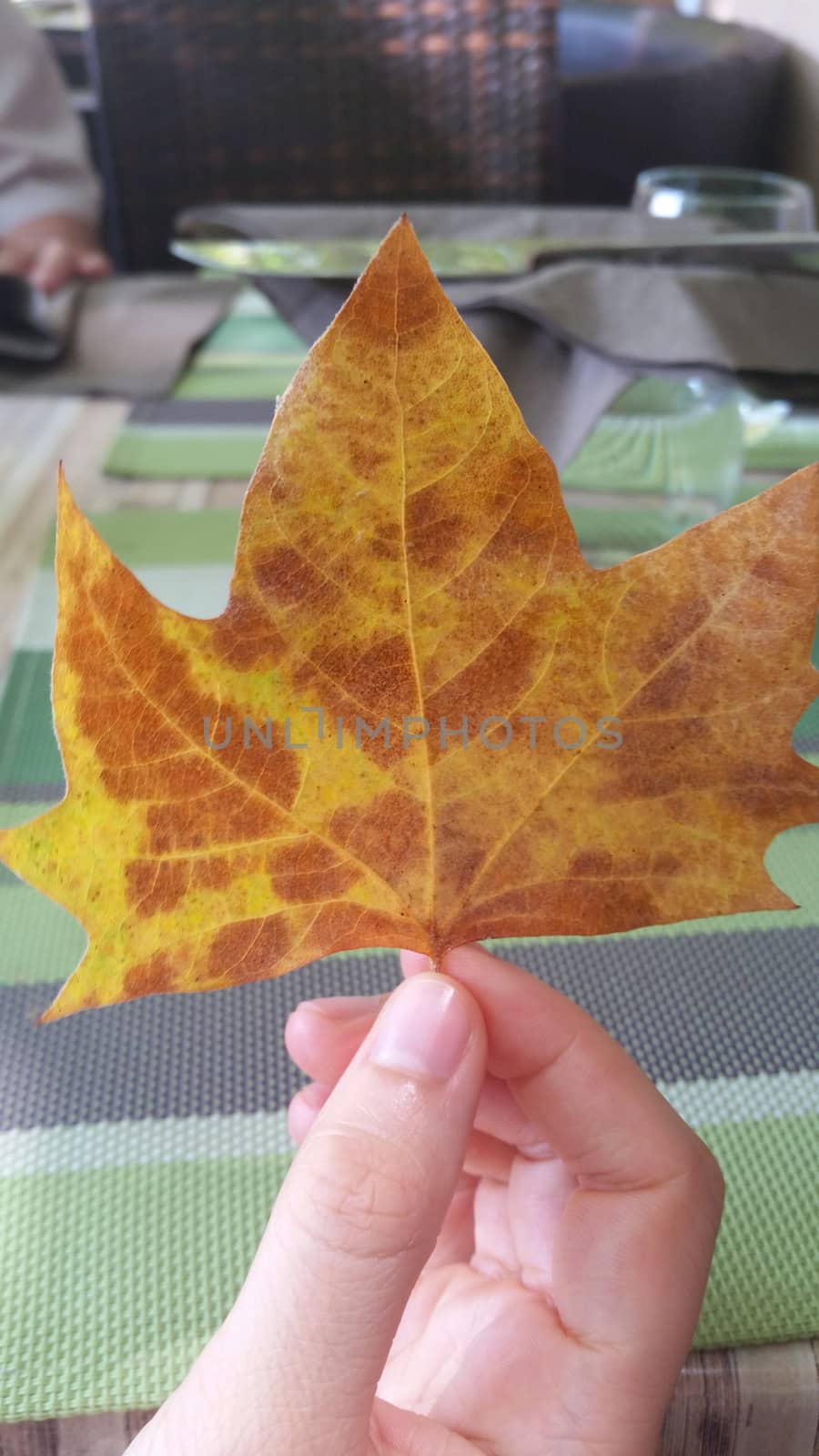 Beautiful Platanus Leaf in the hand of a young woman