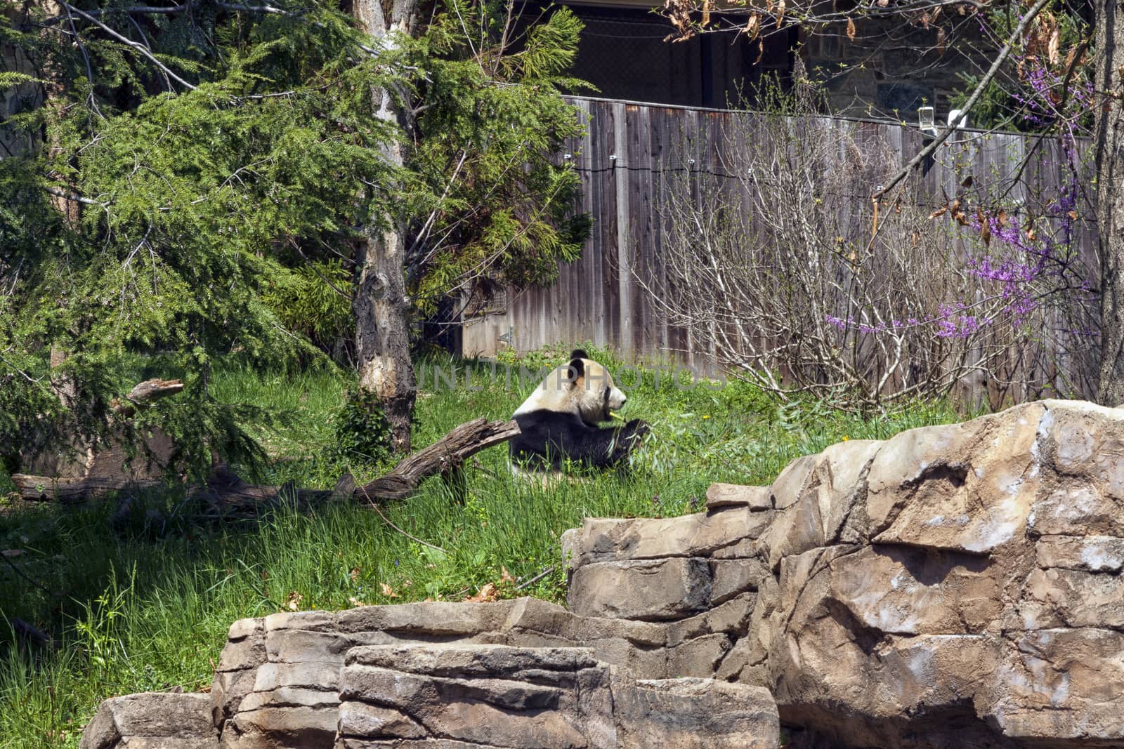 A lone Panda sitting eating a piece of bamboo