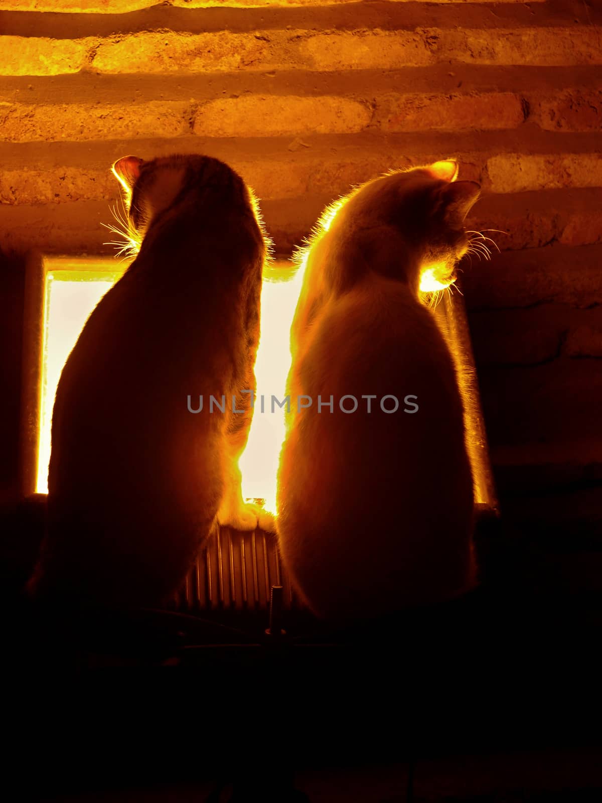 two cats at the window watching the sunset