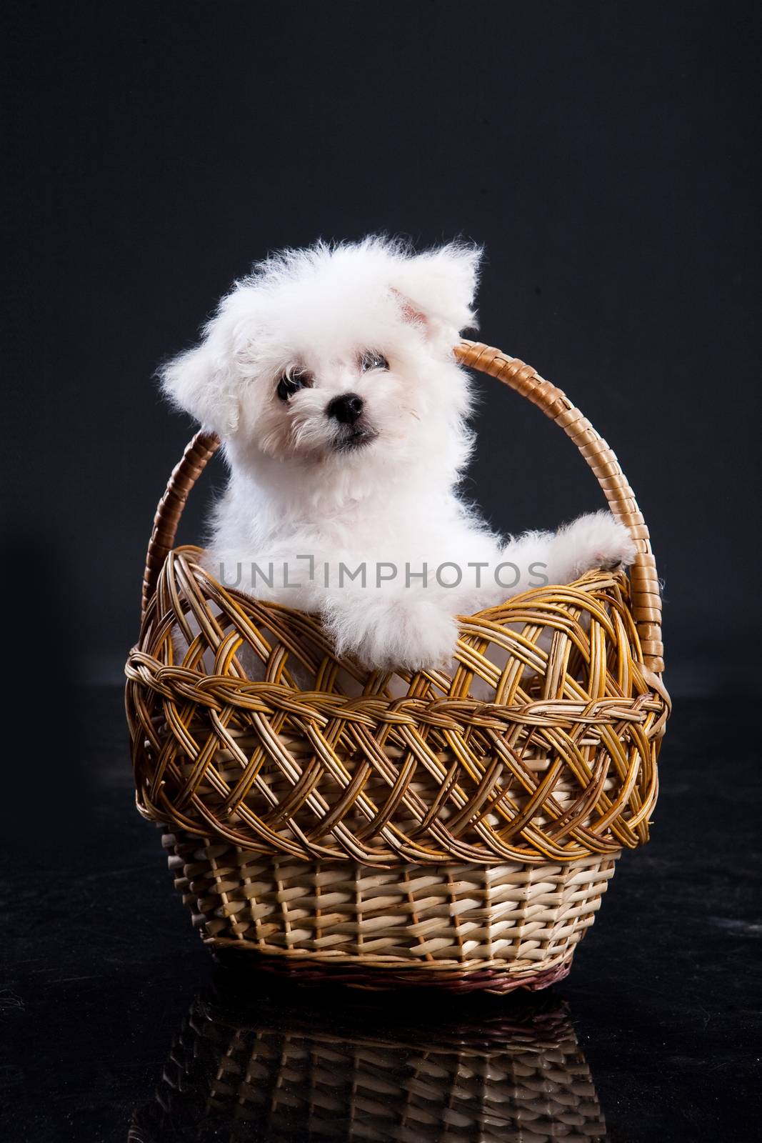 Bobtail