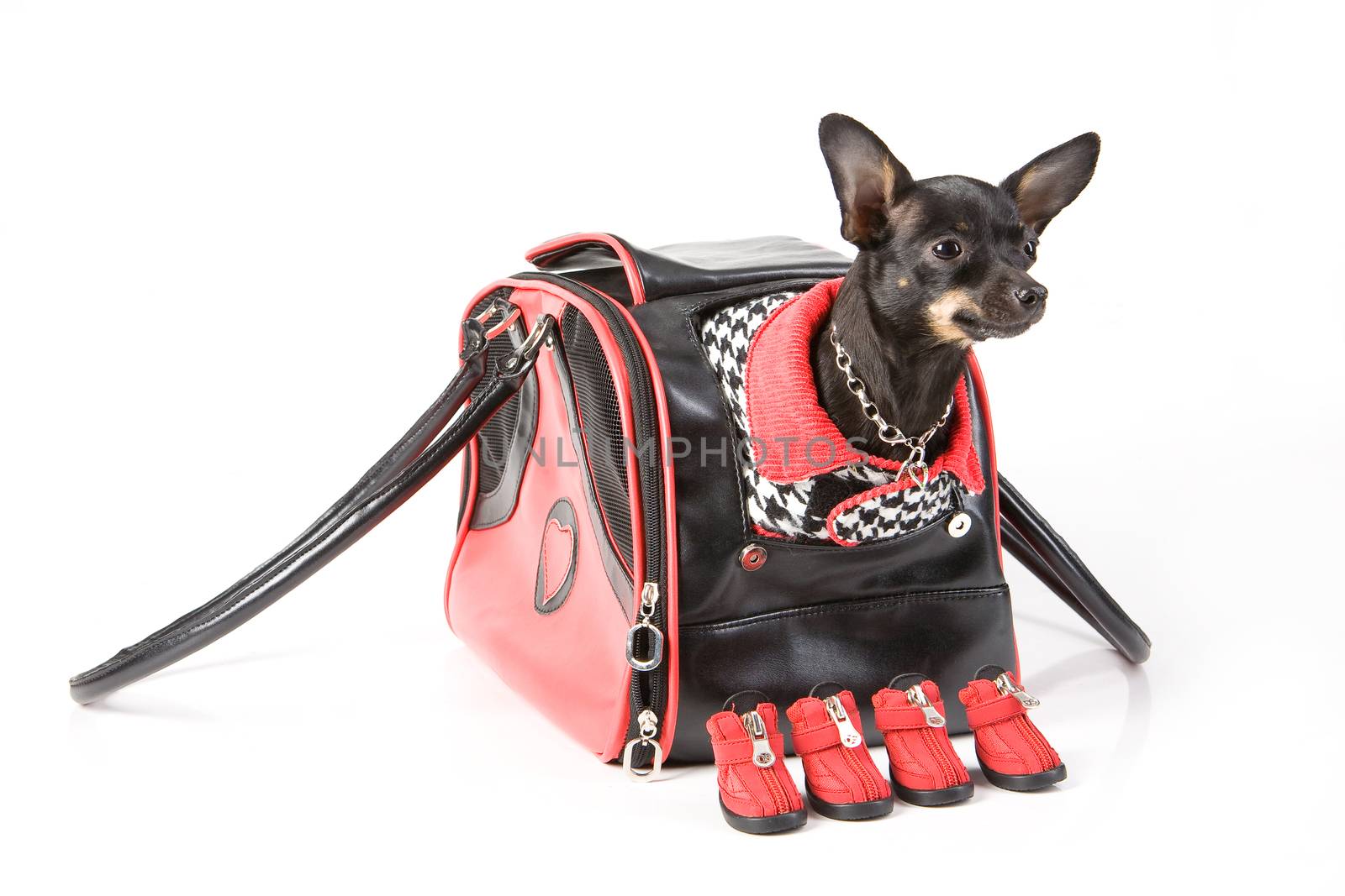 Clothing and accessories for dogs and pupies