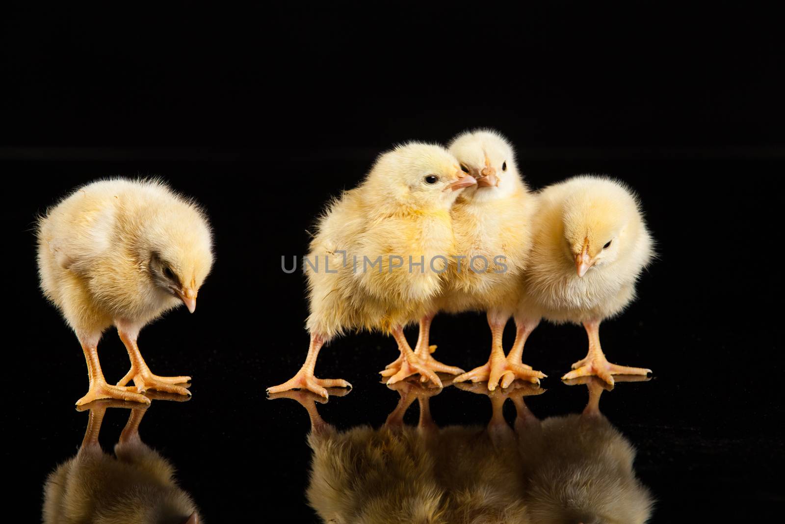 Little yellow chicken on a black studio background