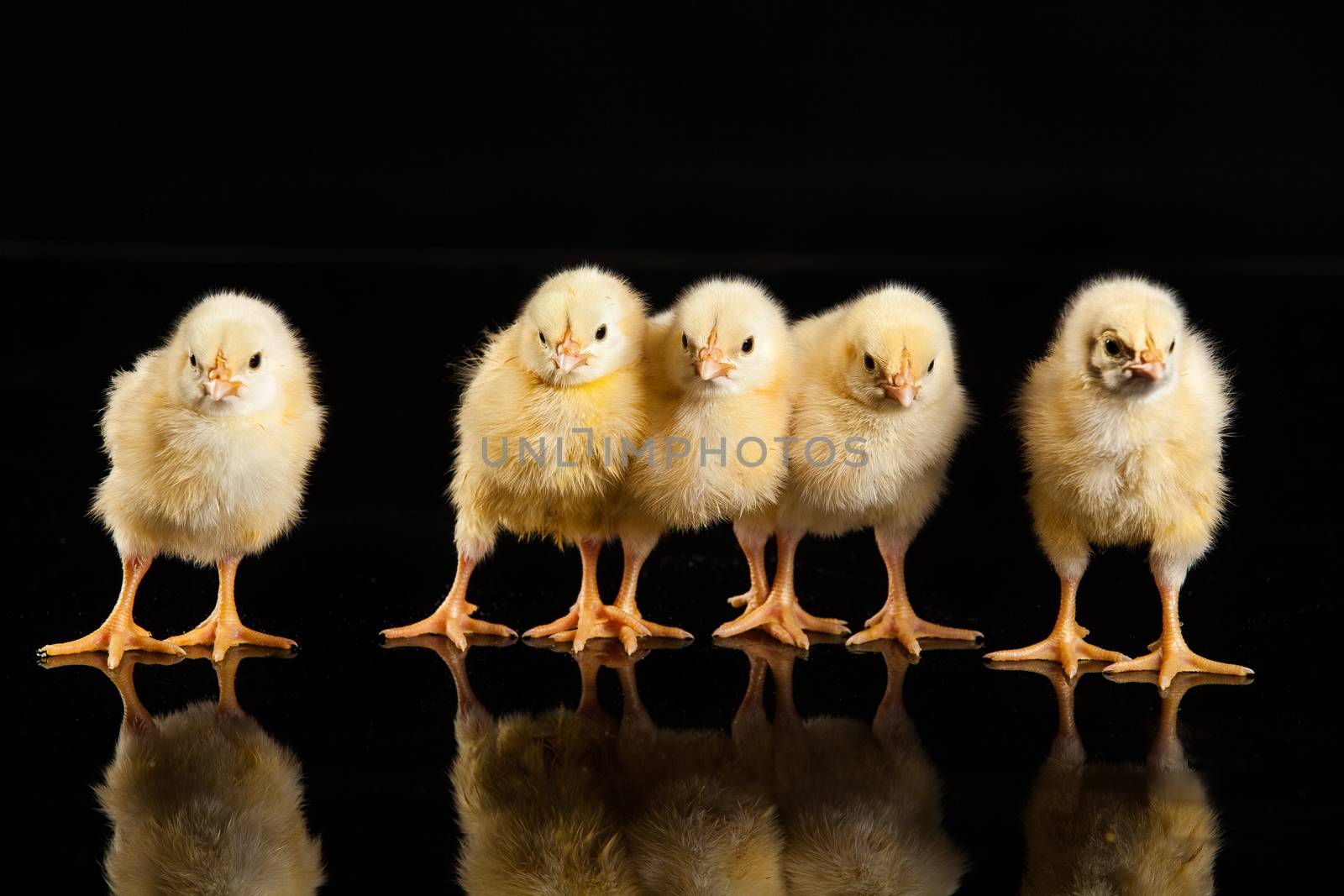 Little yellow chicken on a black studio background