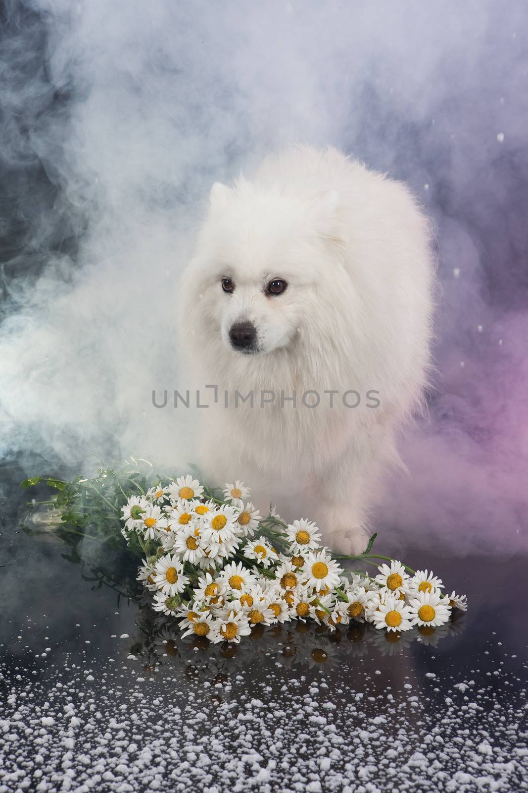 White Smoyed dog on black studio background