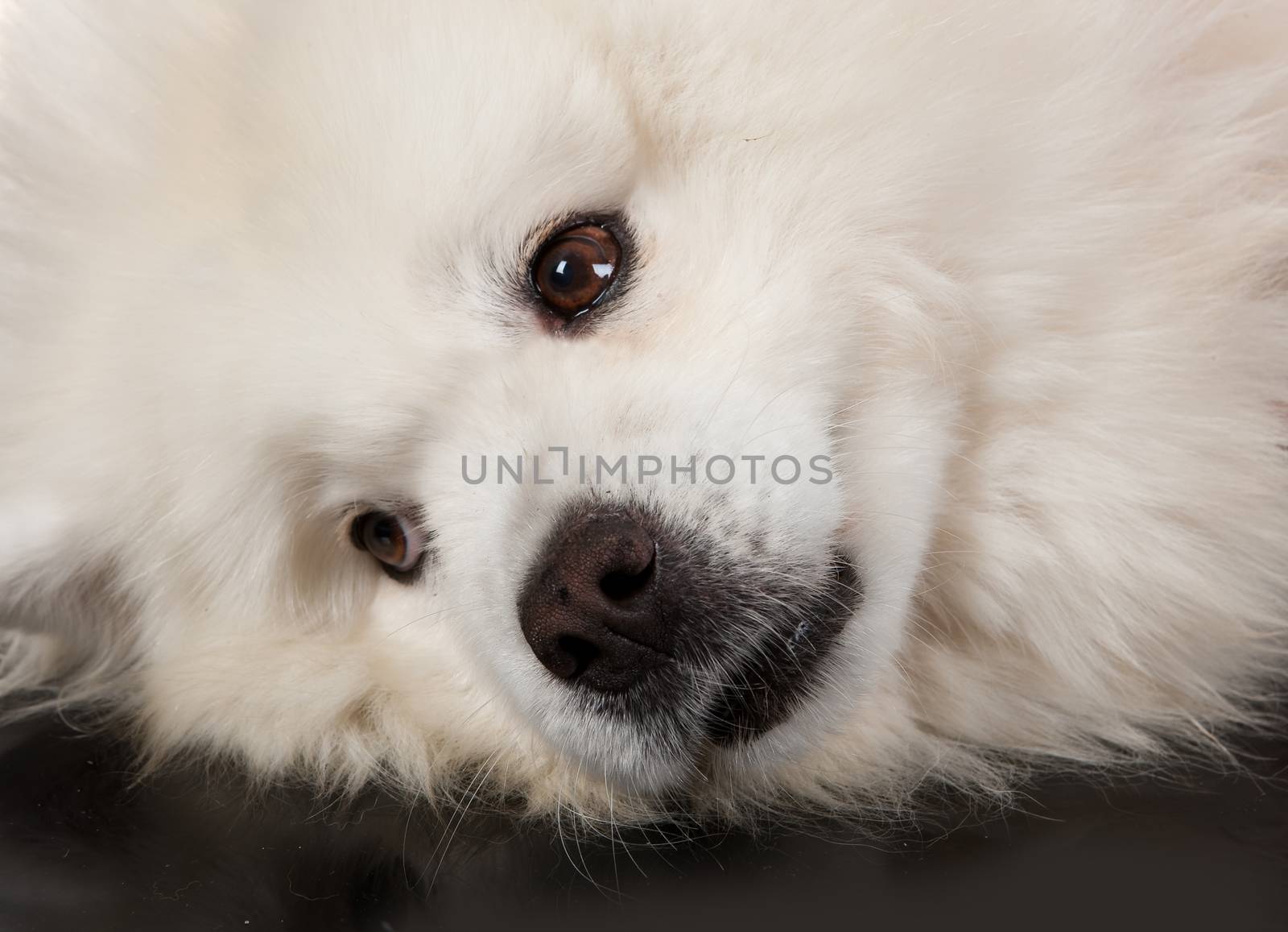 White Smoyed dog on black studio background