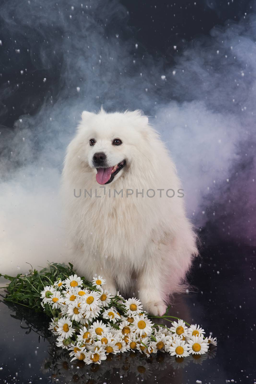 White Smoyed dog on black studio background