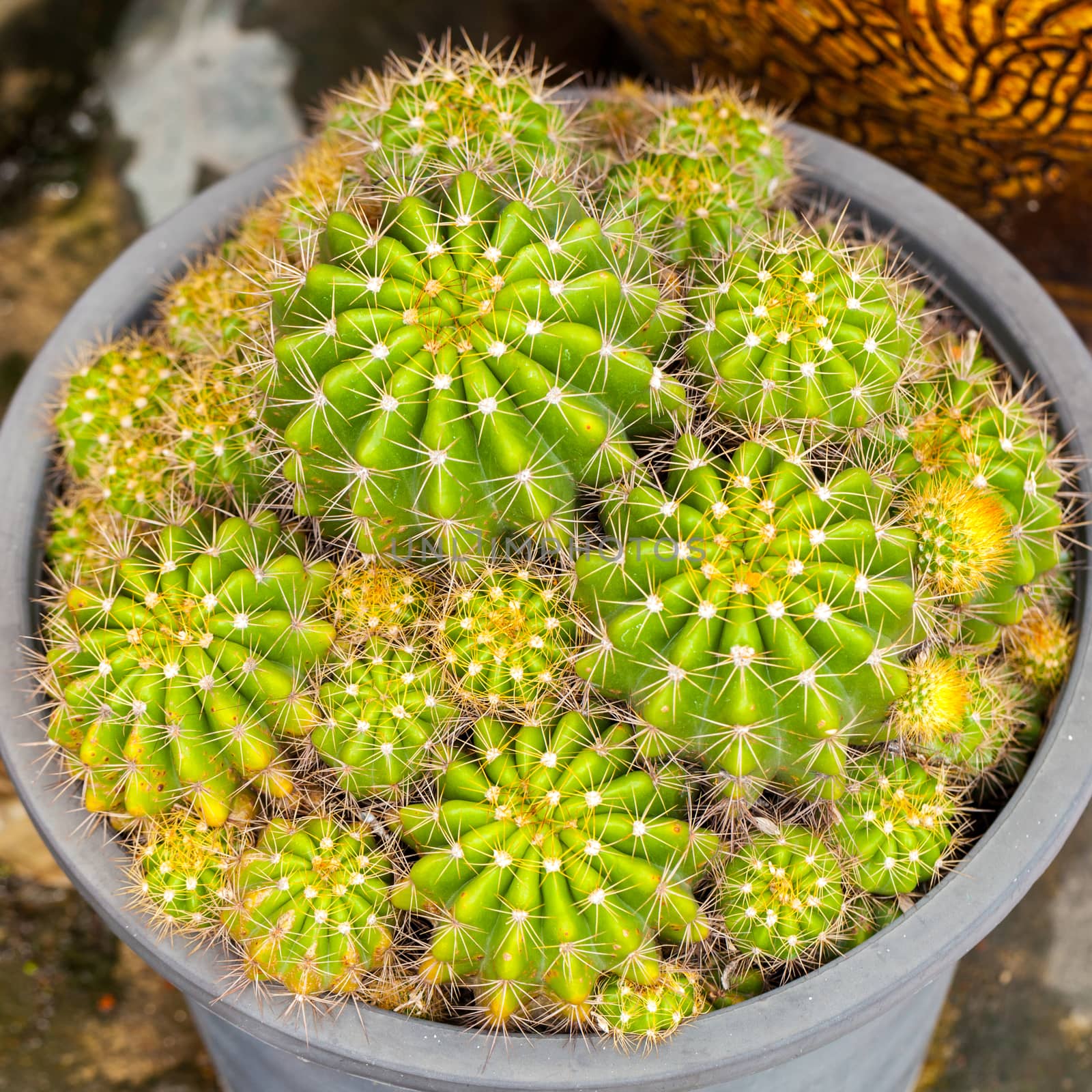 Closeup cactus plant in botanical garden.