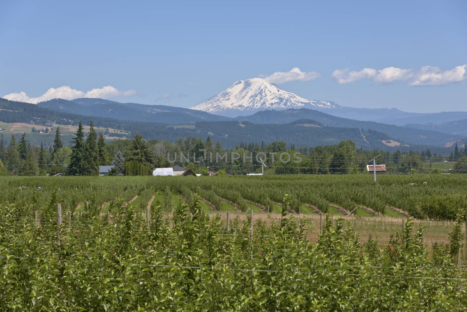 Mt. Adams and Hood River valley Oregon. by Rigucci