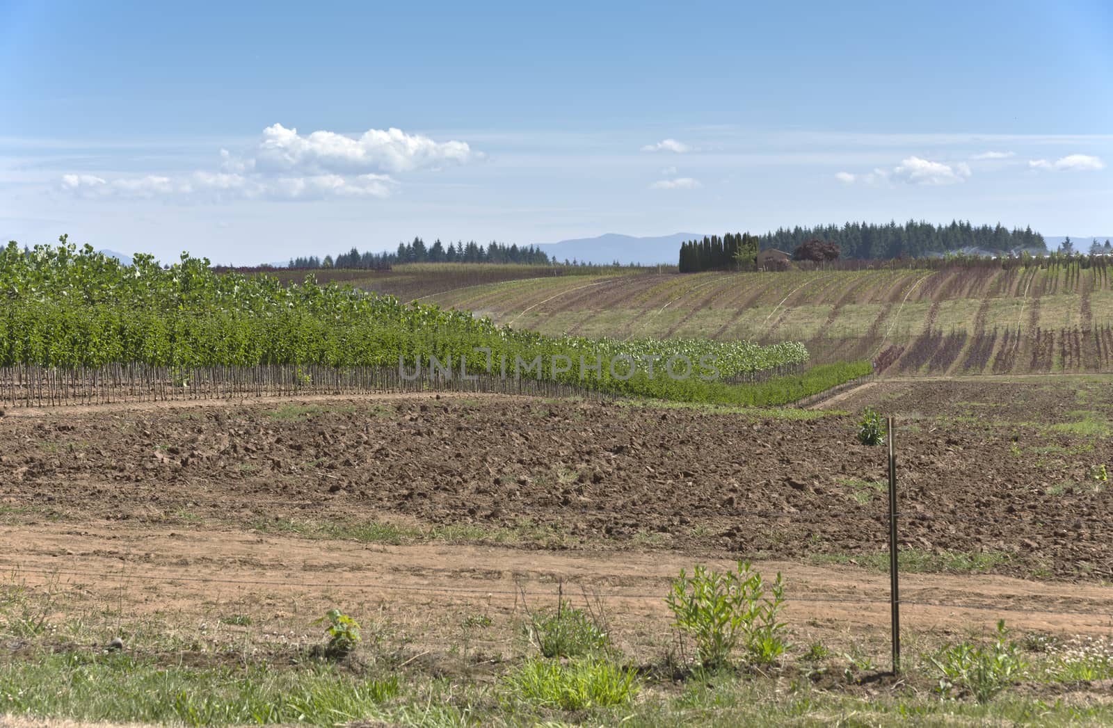 Plant agriculture and nursery near Sandy Oregon.