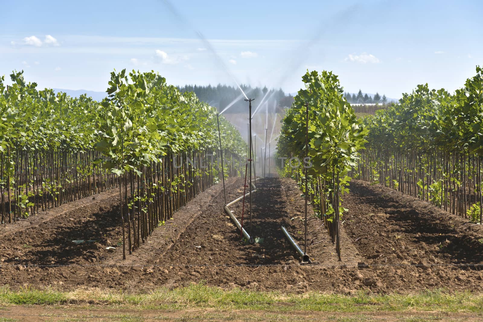 Plant nursery near Sandy Oregon. by Rigucci