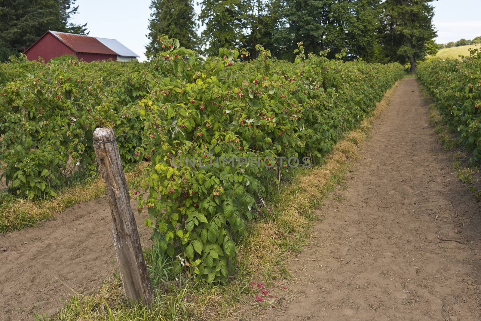 Raspberry plants in a field in rural Oregon.