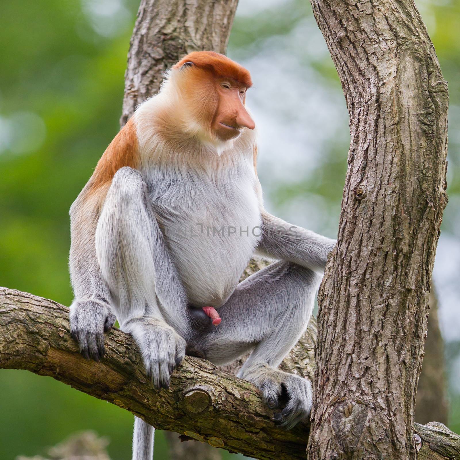 Proboscis monkey in a tree, it's natural habitat