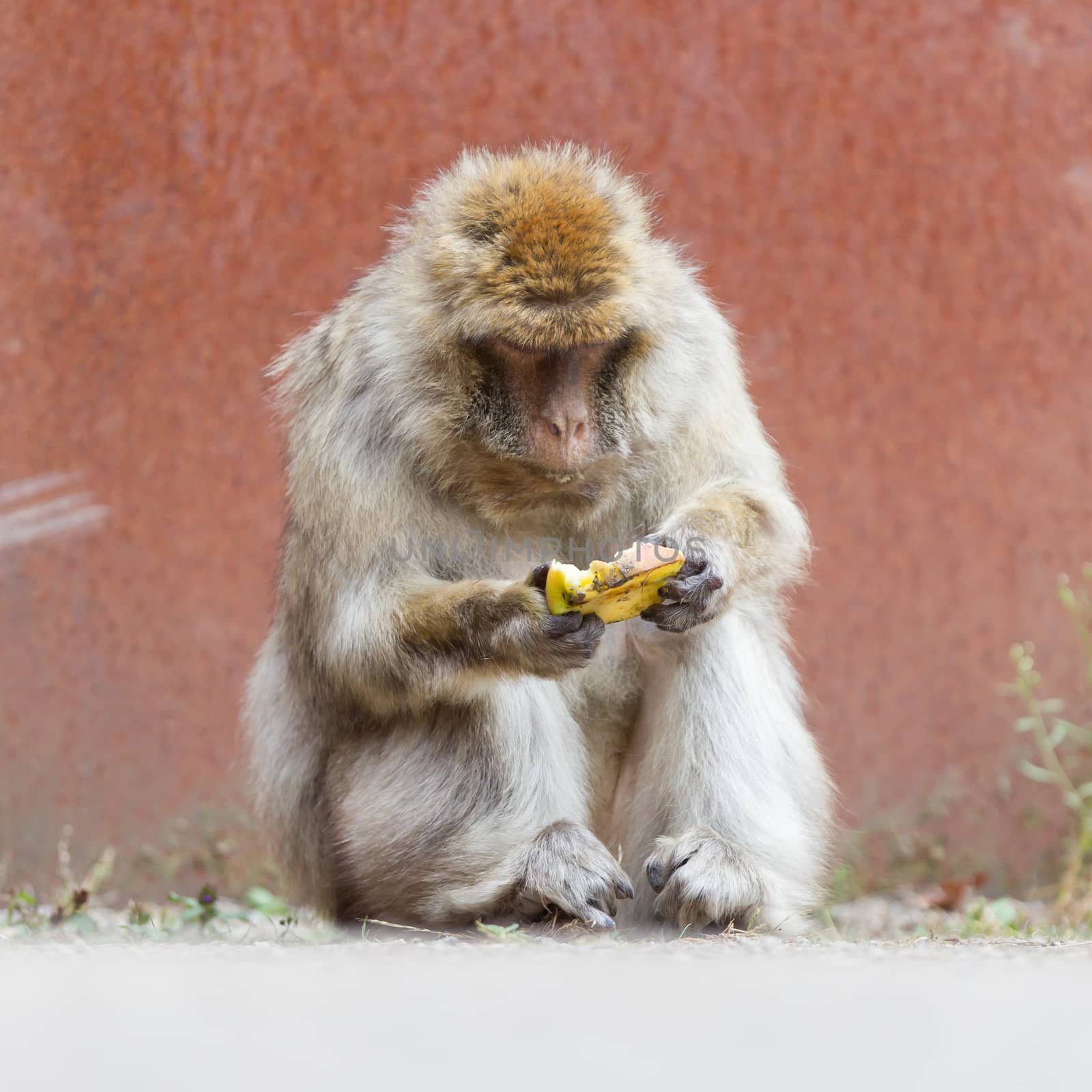 Barbary Macaque (Macaca sylvanus) by michaklootwijk