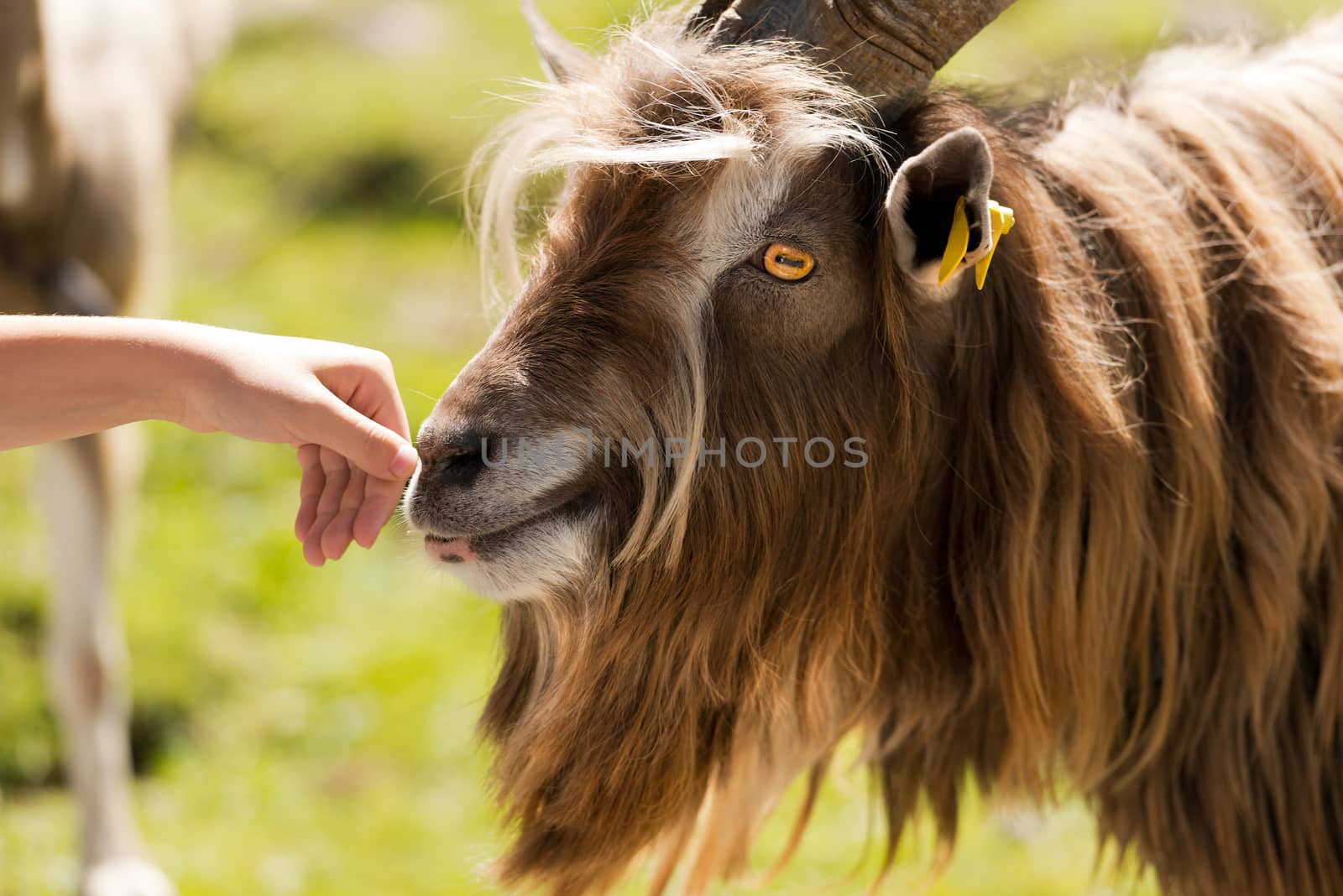 Brown and white billy goat with long fur and horns sniffs a human hand