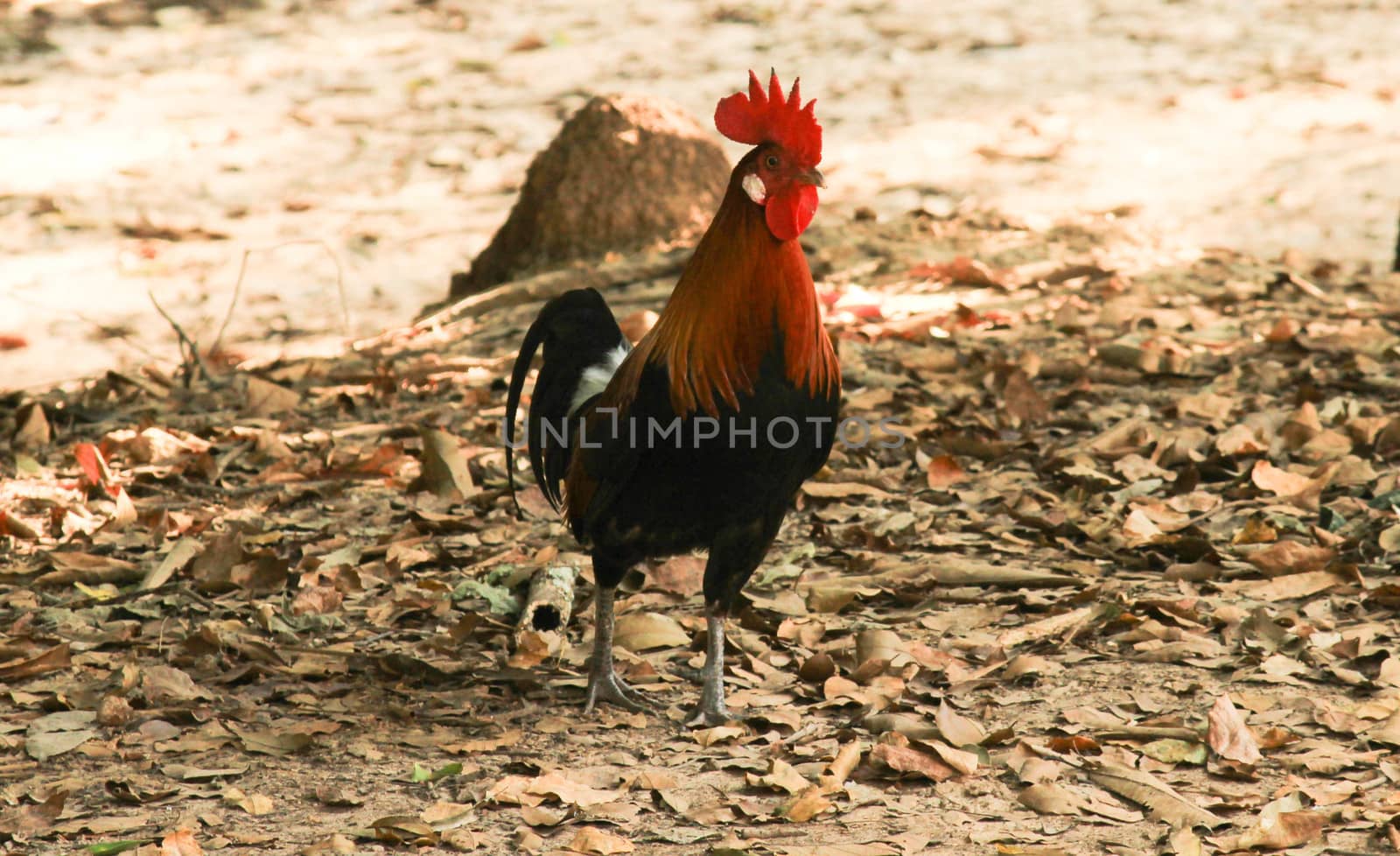 chickens wander in search of food on the floor