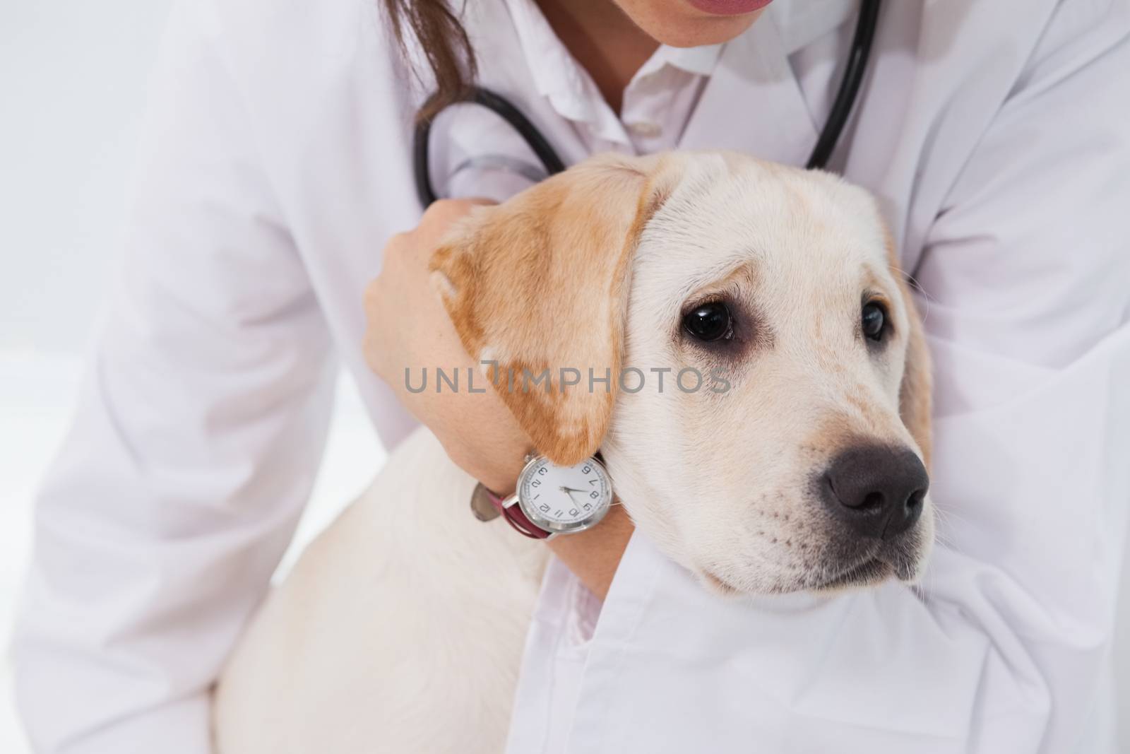 Veterinarian examining a cute dog by Wavebreakmedia