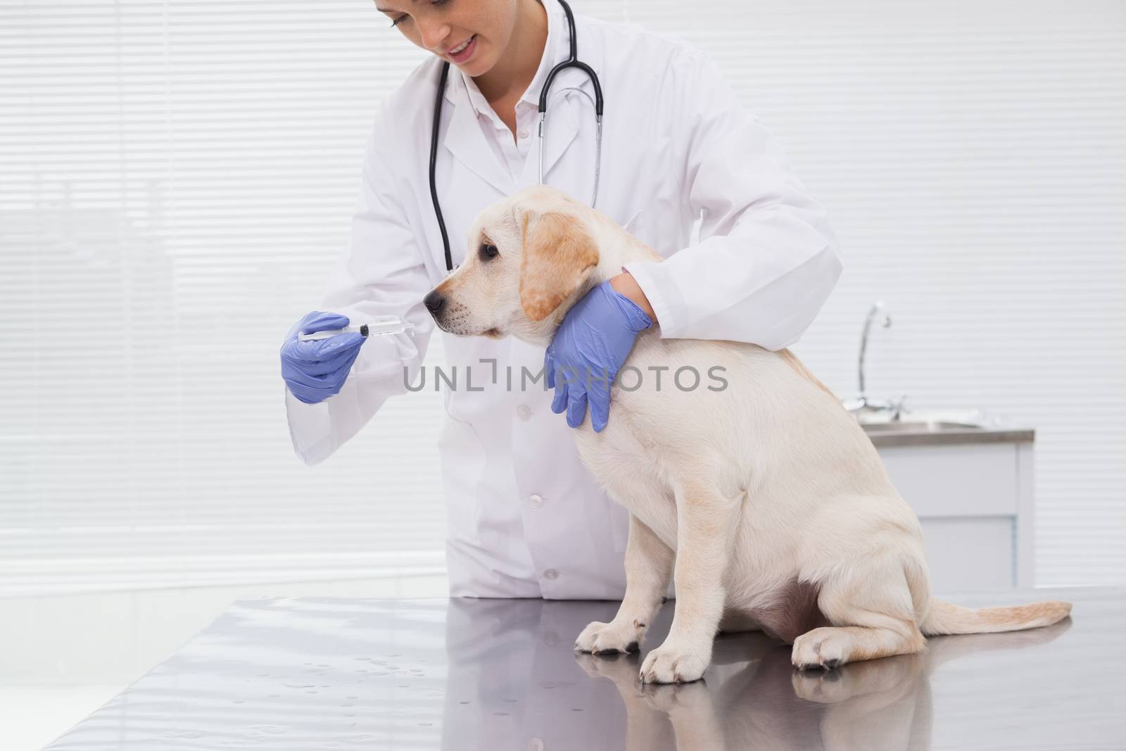 Veterinarian doing check up at a cute dog in medical office