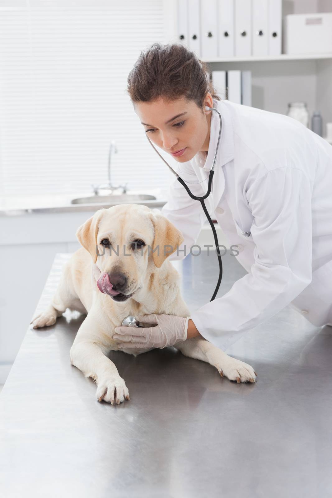 Veterinarian examining a cute labrador with a stethoscope  by Wavebreakmedia