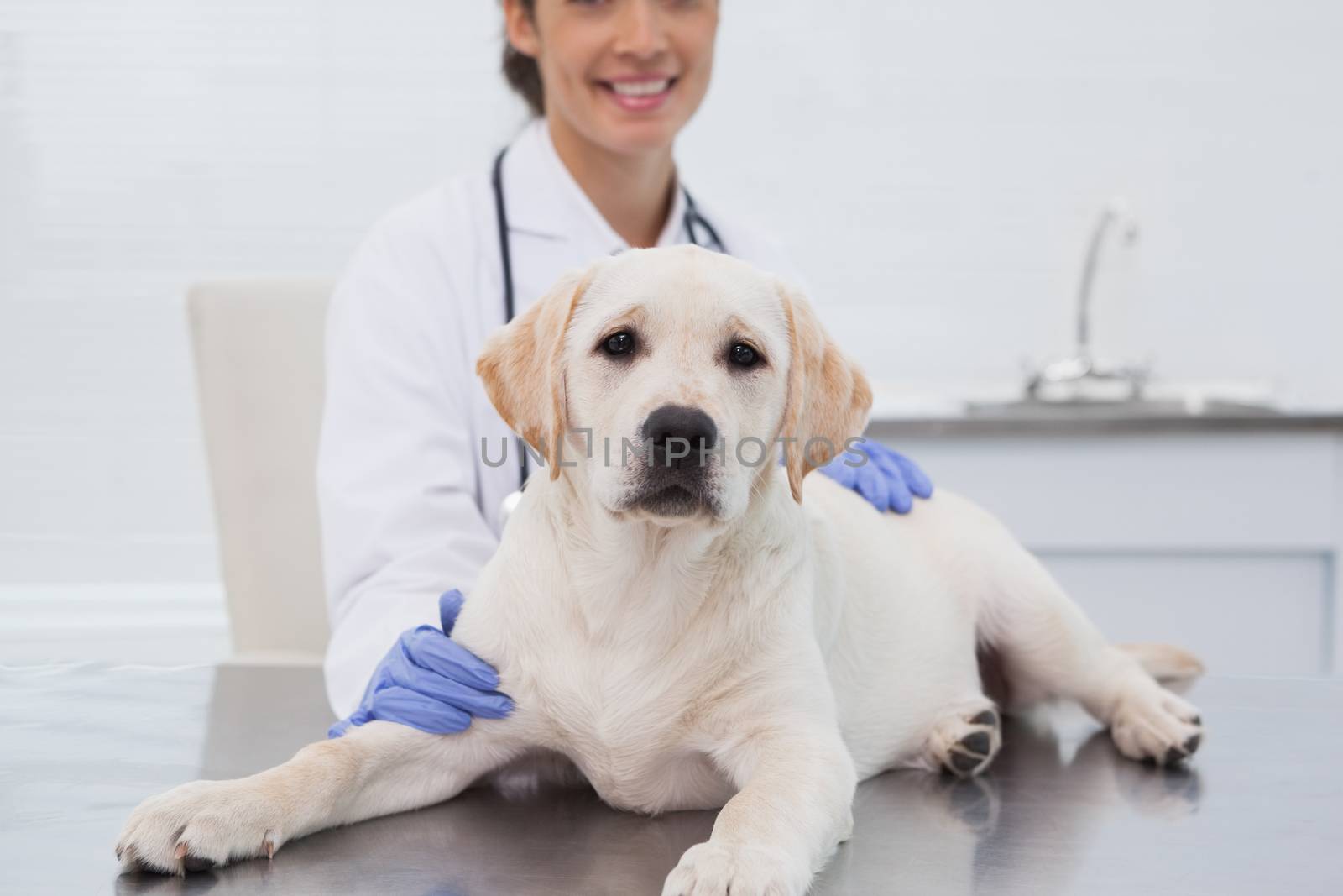 Smiling veterinarian examining a cute dog by Wavebreakmedia