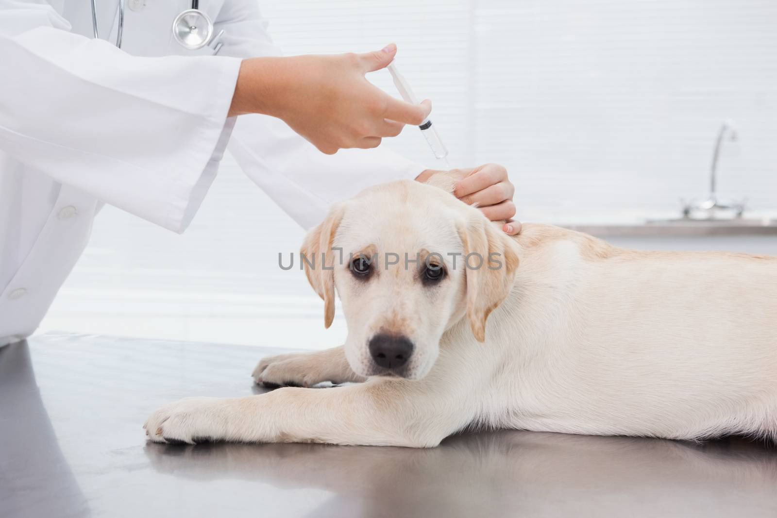 Veterinarian doing injection at a cute dog in medical office