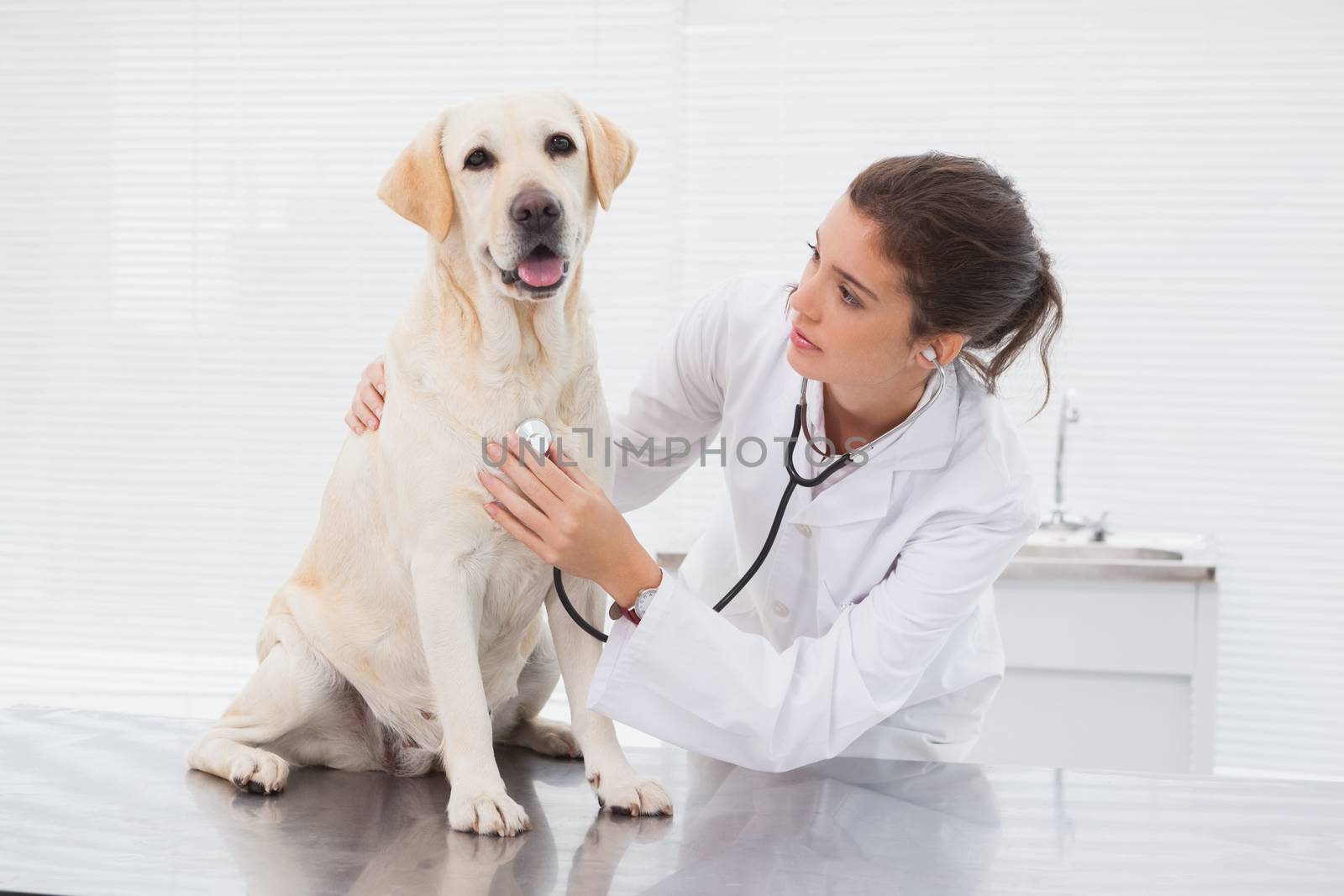 Veterinarian examining a cute dog with a stethoscope  by Wavebreakmedia