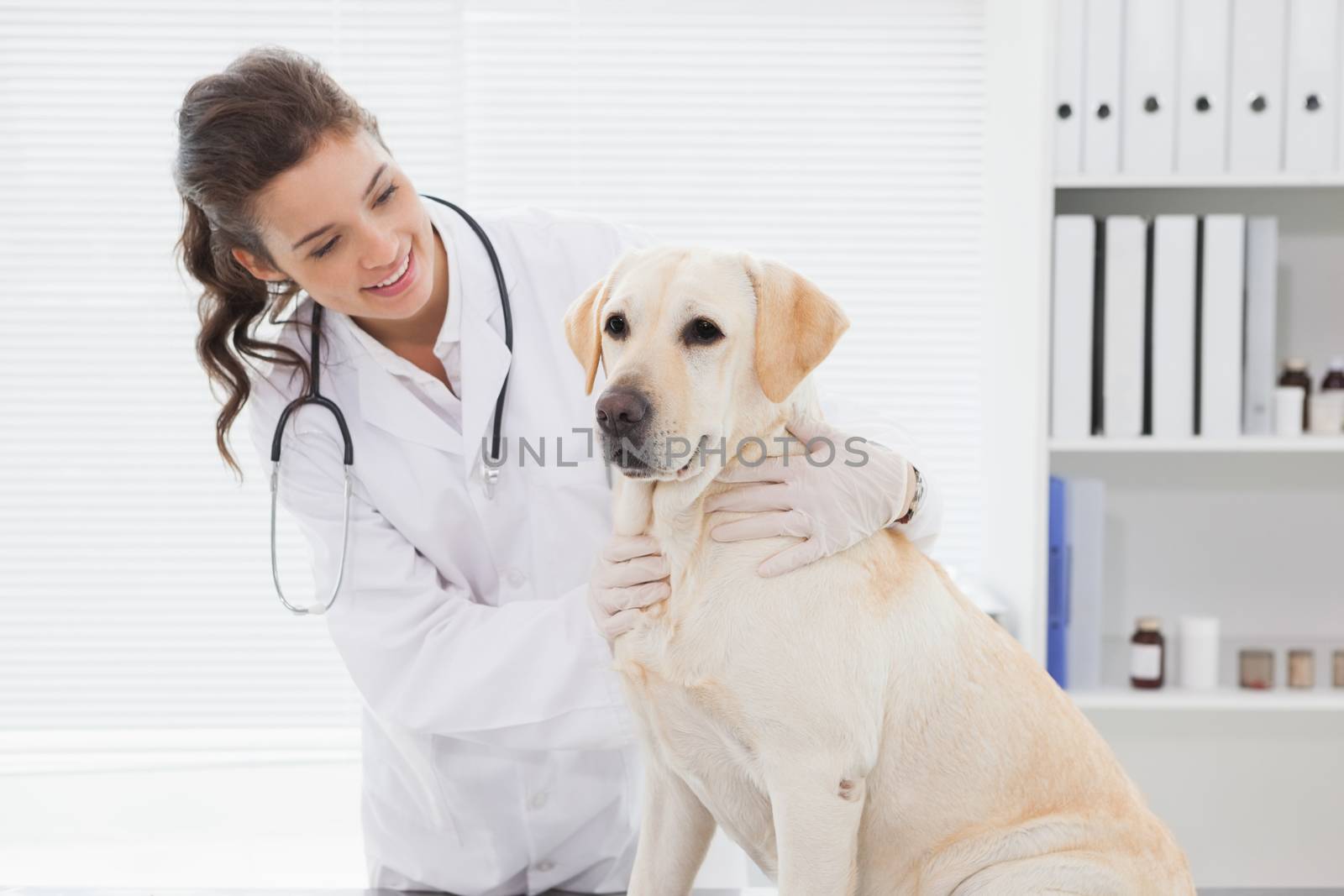 Cheerful veterinarian examining a cute dog by Wavebreakmedia