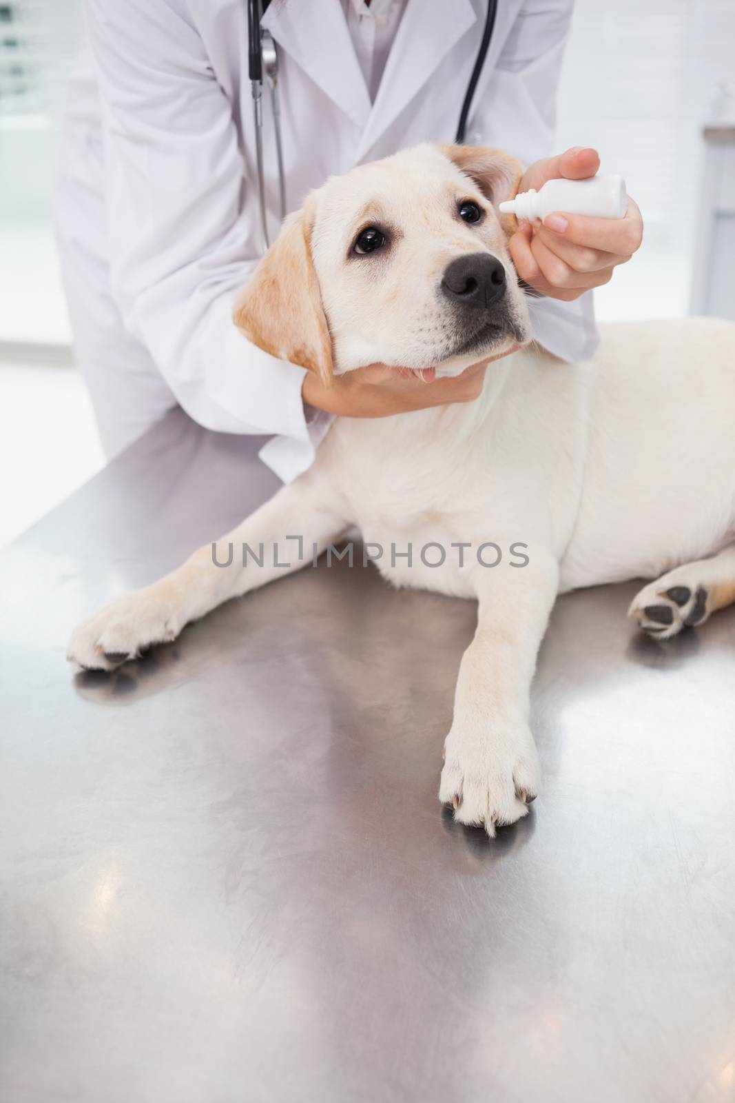 Veterinarian examining a cute dog by Wavebreakmedia