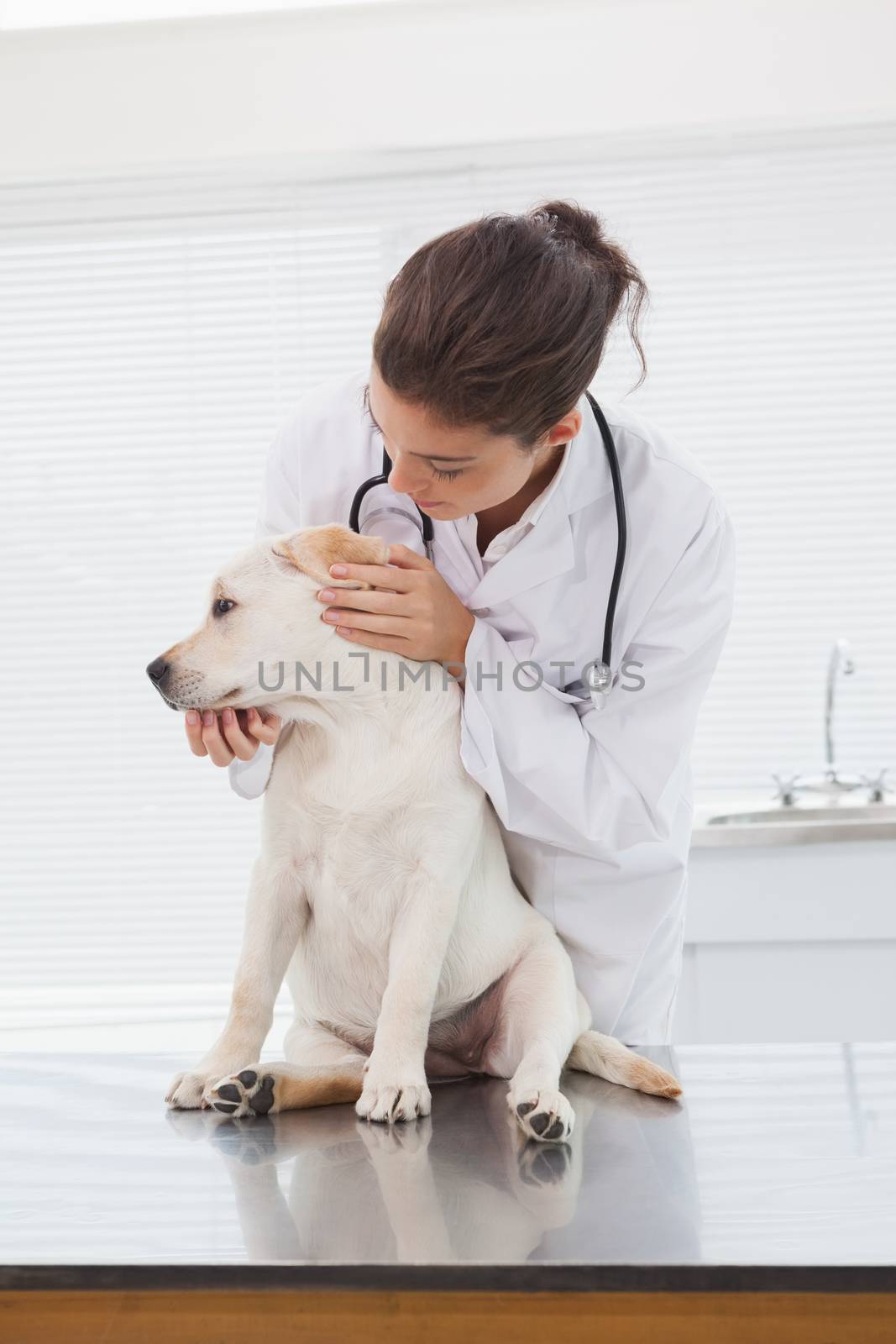 Veterinarian examining a cute dog in medical office