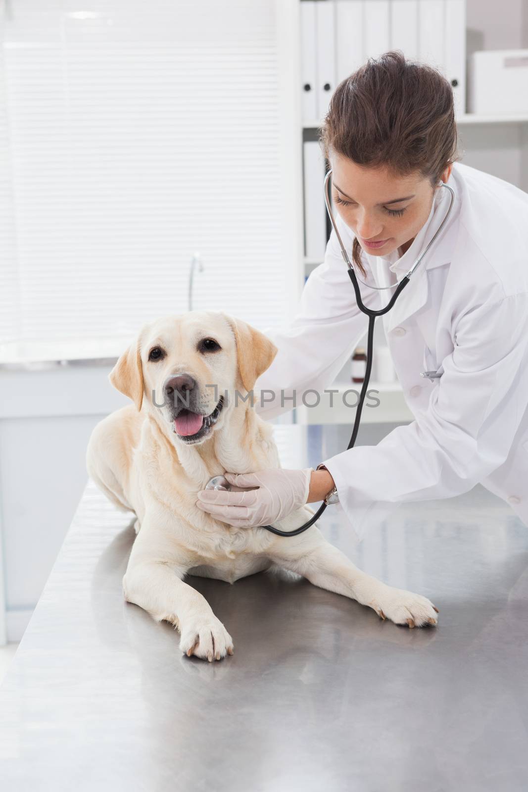 Cheerful veterinarian examining a cute labrador in medical office