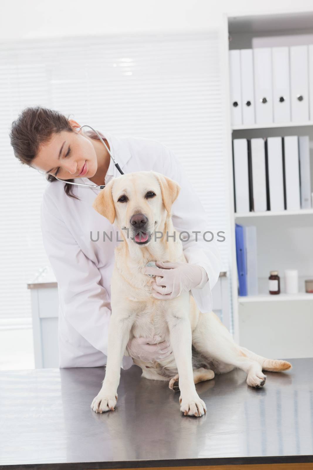 Cheerful veterinarian examining a cute labrador by Wavebreakmedia