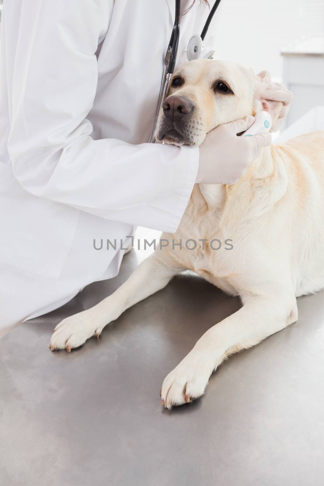 Veterinarian examining a cute labrador in medical office