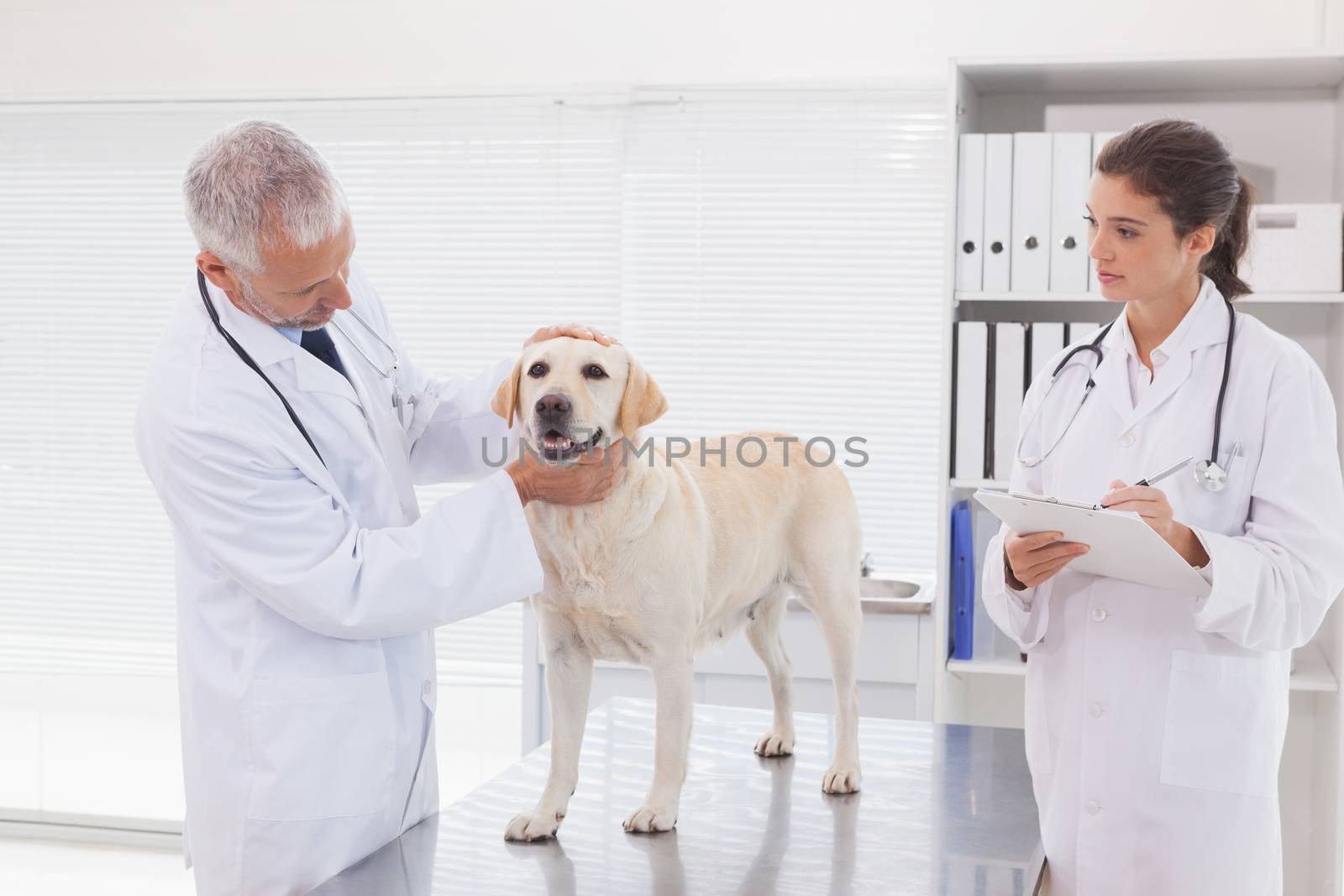 Veterinarian coworker examining a dog by Wavebreakmedia