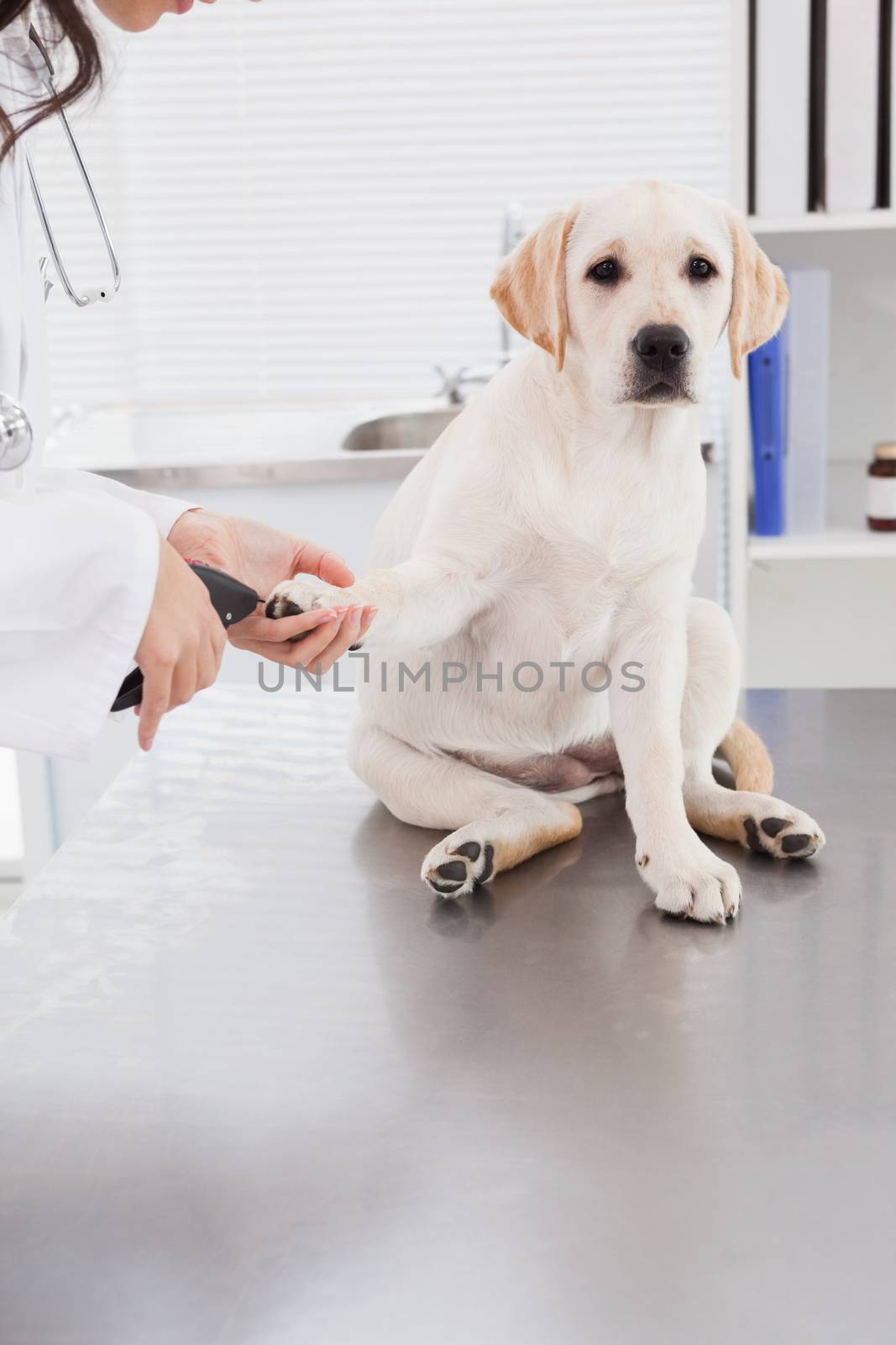 Vet using nail clipper on a labrador in medical office