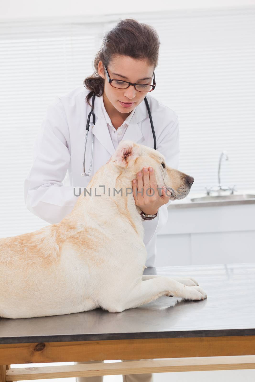 Veterinarian examining a cute labrador by Wavebreakmedia