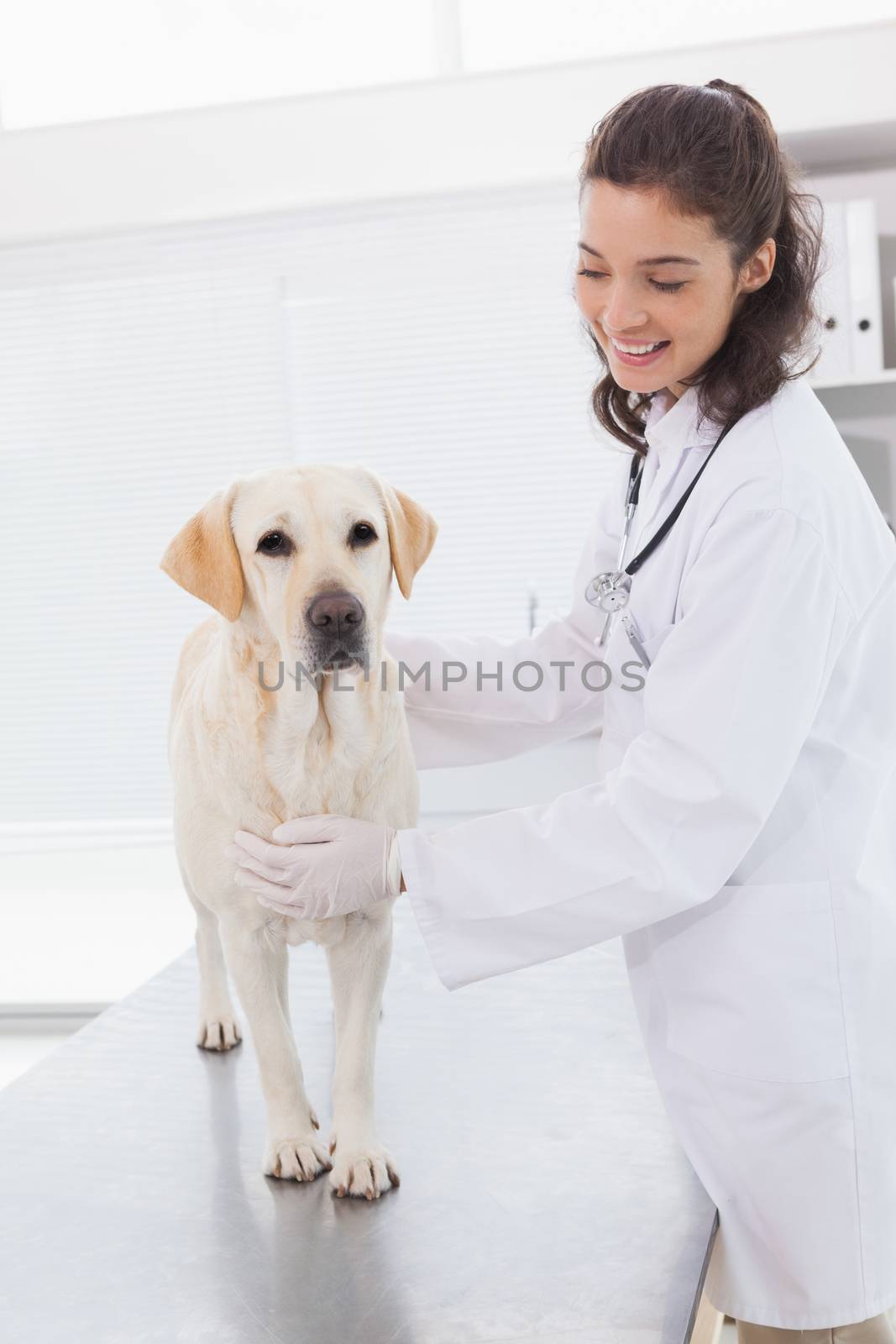 Cheerful vet examining a cute dog in medical office 