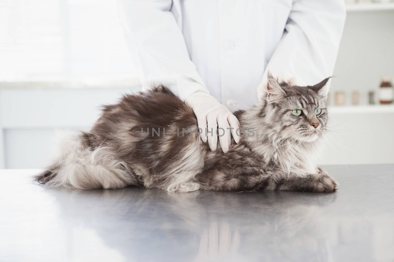Vet examining a beautiful maine coon in medical office