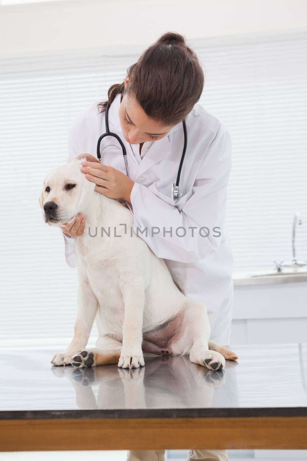 Veterinarian examining a cute dog in medical office