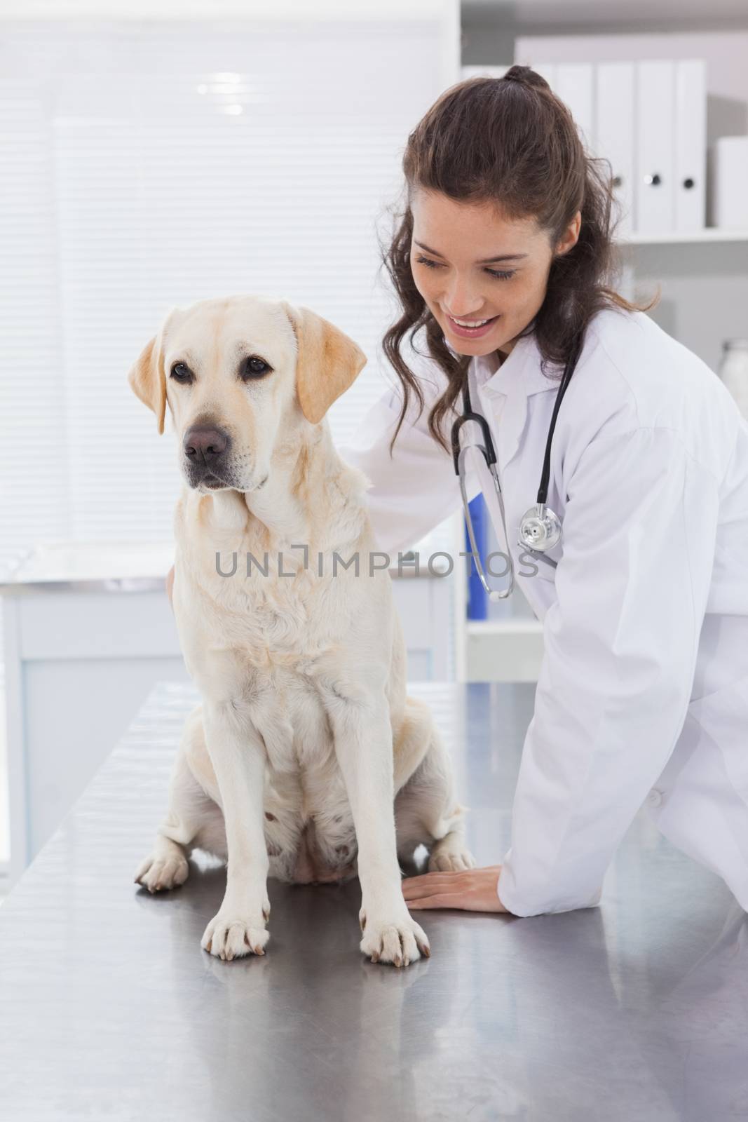 Smiling vet examining a dog  by Wavebreakmedia