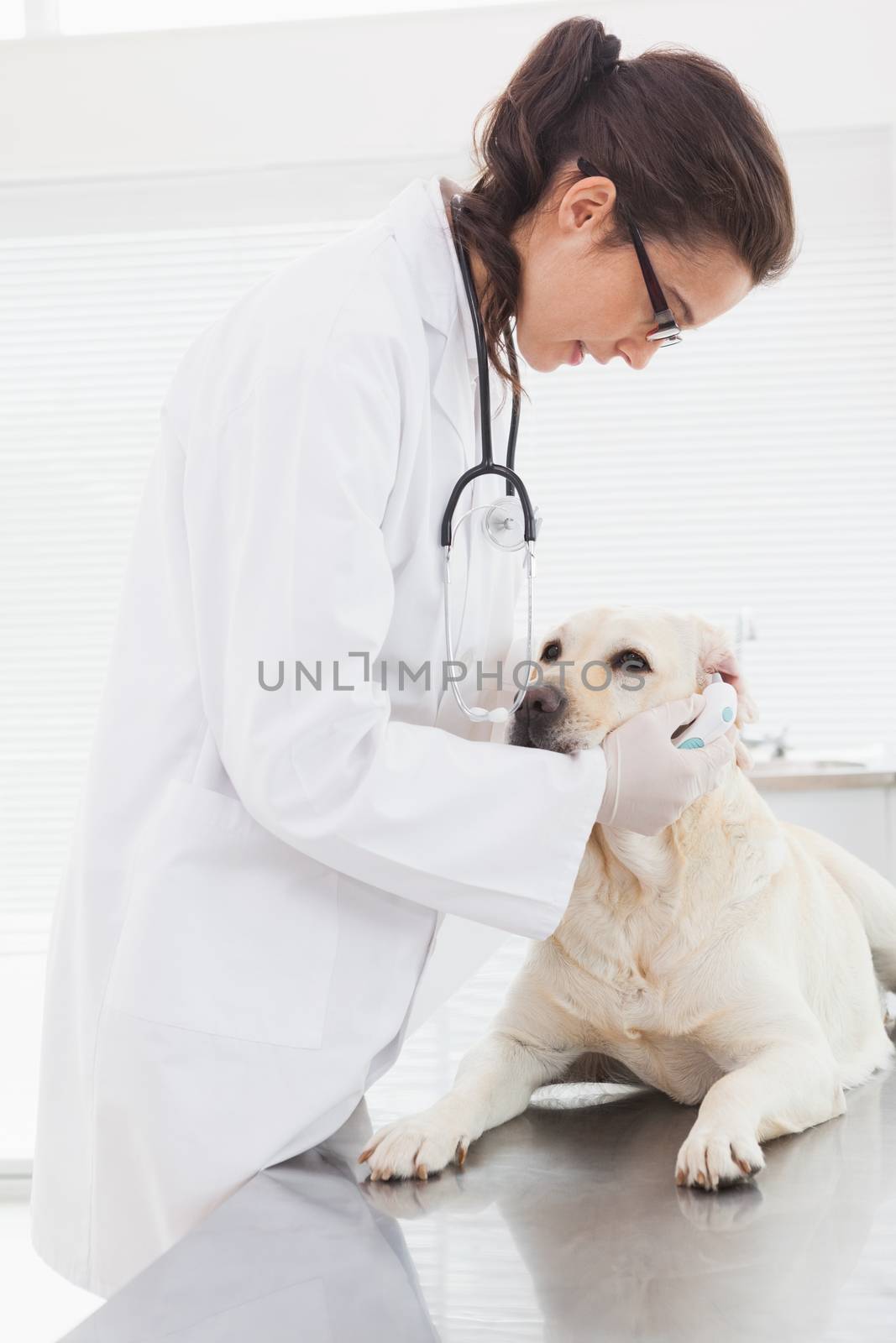 Veterinarian examining a cute labrador in medical office