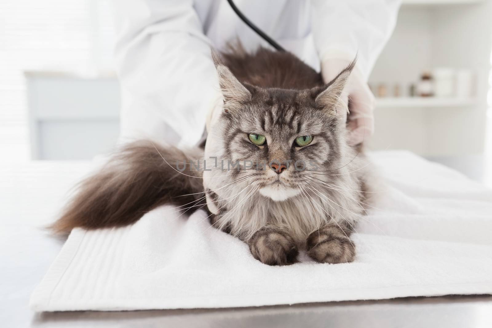 Veterinarian examining a grey cat in medical office