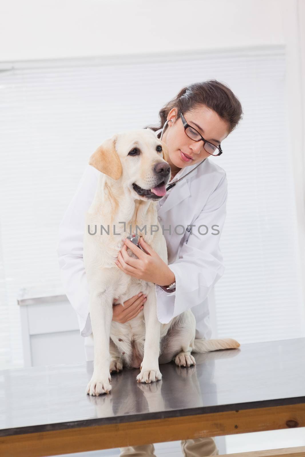 Veterinarian examining a cute dog with a stethoscope  by Wavebreakmedia