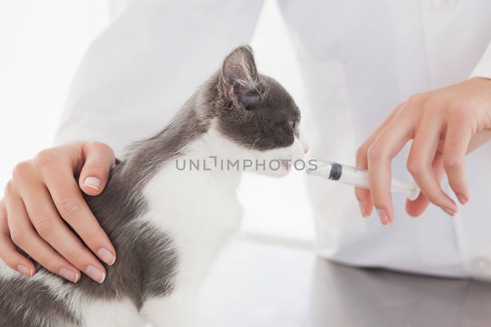 Vet doing injection at a cute kitten in medical office