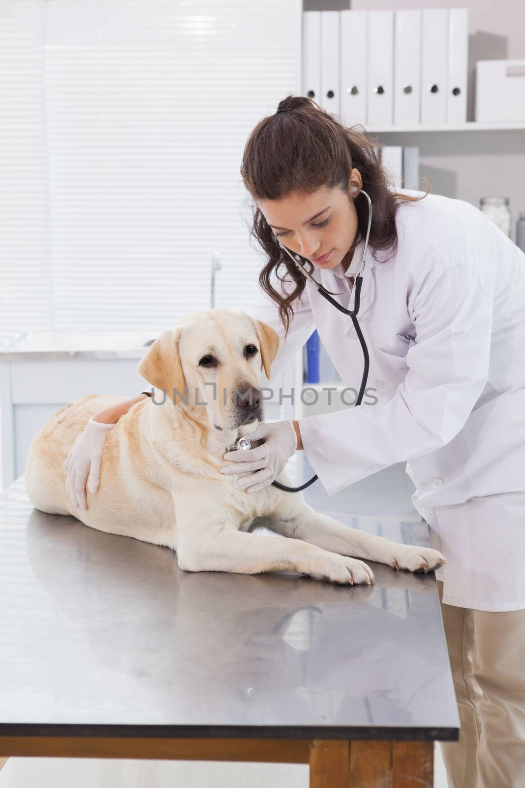 Vet examining a dog with stethoscope in medical office