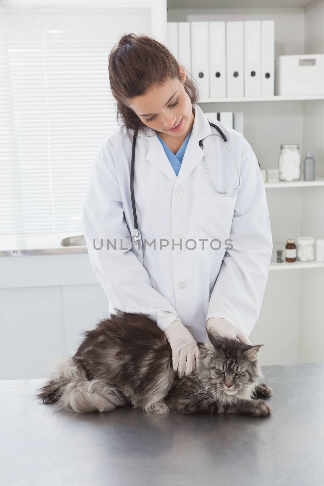 Smiling vet examining a beautiful maine coon  by Wavebreakmedia