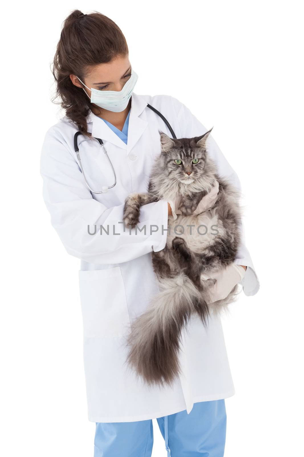 Vet with a maine coon in her arms on white background