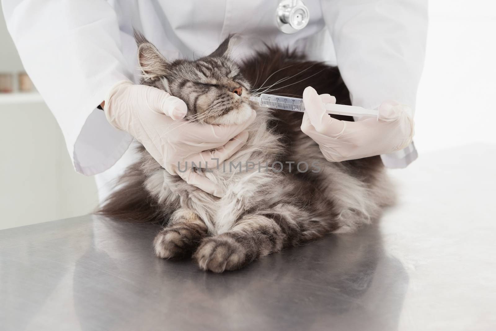Vet doing injection at a cute grey cat by Wavebreakmedia