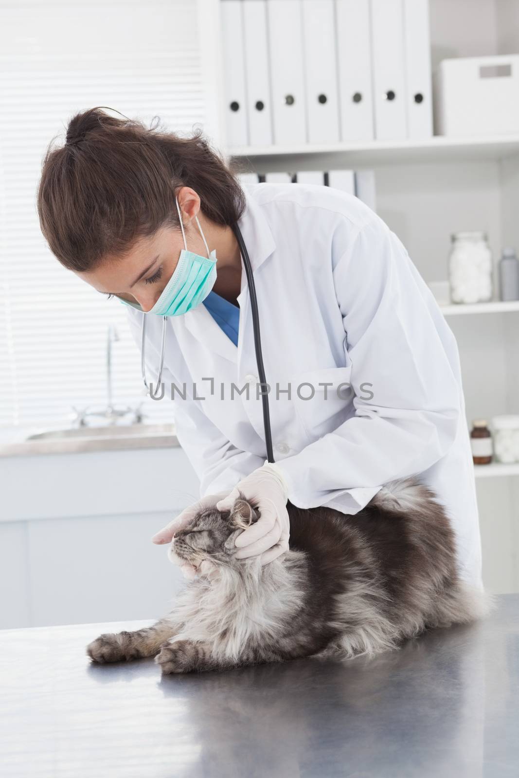 Vet with surgical mask examining a cat  by Wavebreakmedia